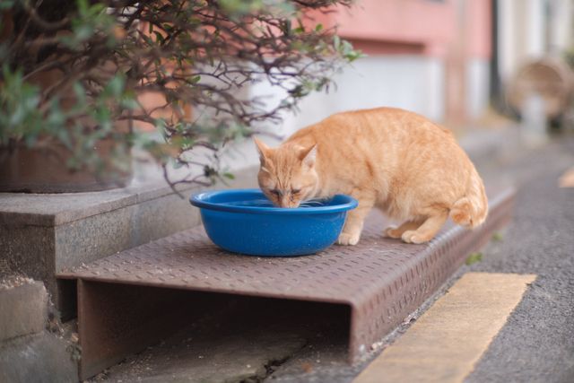 Gato bebiendo agua