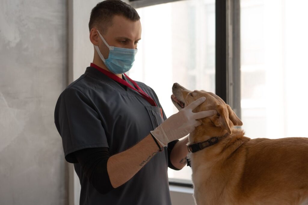 Medico vetrinario ejemplo