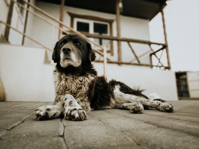 Perro adulto mayor