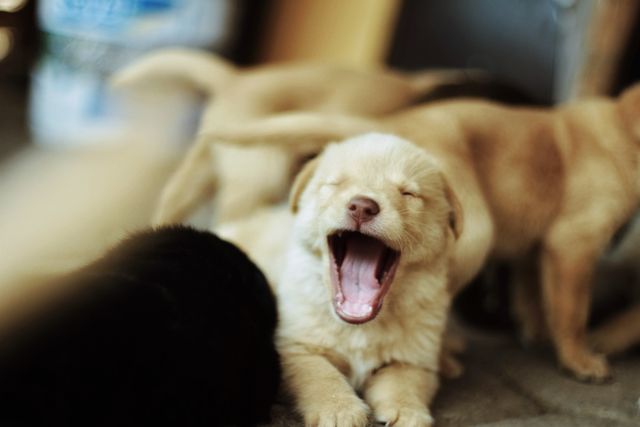 Vacunación de cachorros