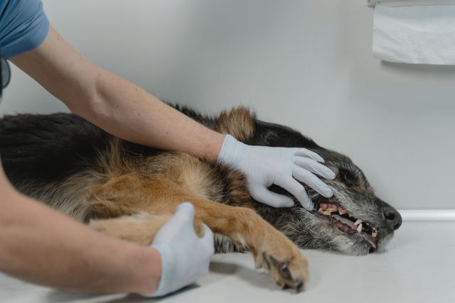 Cuidado dental